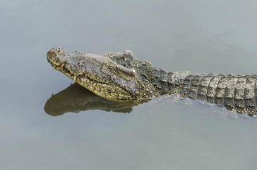 the head of the crocodile and its reflection in the river, in natural conditions, on an isolated...