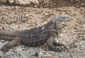 iguana ordinary, in natural conditions, against ground, without vegetation