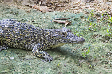 crocodile on the river bank in natural conditions, covered with scanty greens