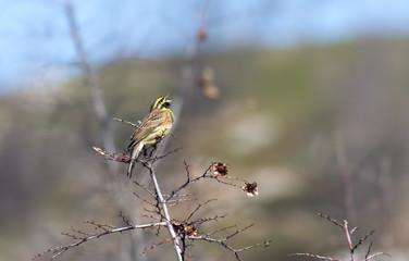 Cirl Bunting