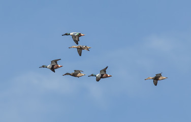 Northern Shoveler