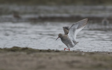 Common Redshank