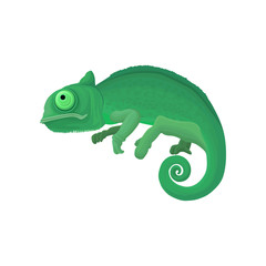 Chameleon wild african animal vector Illustration on a white background