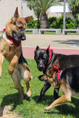 Funny three dogs playing on the green grass. Dogs in action. Great German Shepherd and Cane Corso. Dogs have red bandanas on their necks