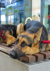 Portrait of a German Shepherd. The dog has a red bandana on his neck. Sad and tired dog resting on the bench.. Age of the dog - 8 months