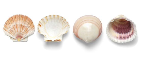 Collection Exotic conch isolated on a white background