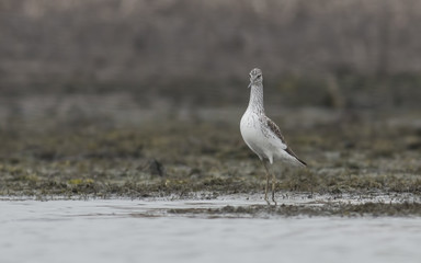 Common Greenshank