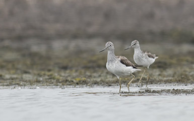 Common Greenshank
