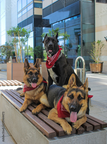 Wonderful German Shepherd And Cane Corso Dogs Have Red