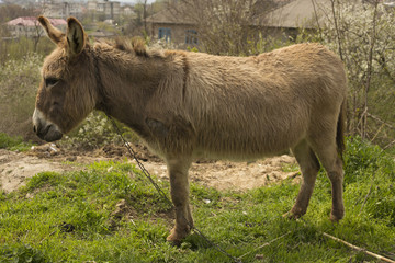 Donkey grazing on a chain near the house.