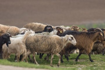 Flock of sheep in the field
