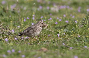 Crested Lark