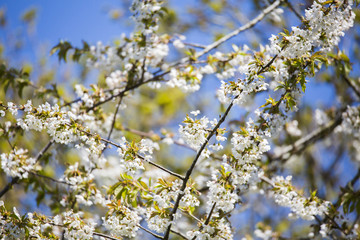 Cerisier en fleurs au printemps