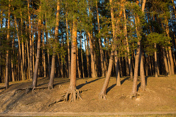 Details of nature.Sosny with beautiful roots along the road © Olha