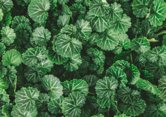 natural green leaves background