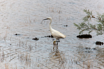 Seidenreiher im Naturpark S'albufera auf Mallorca