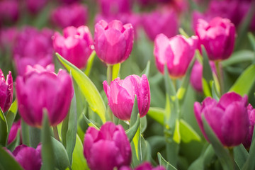 Fototapeta premium pink tulips in the garden