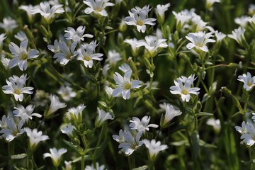 Coal tit with a seed in its beak sits spring  on a branch
