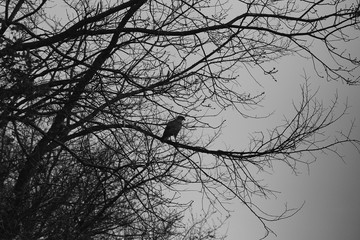 Steppe eagle on the branches of the tree among the fog. Black and white ...