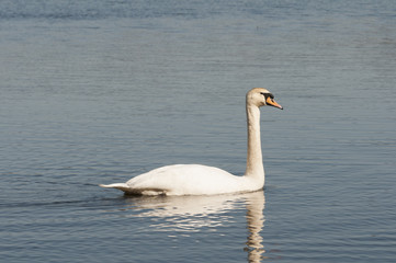 Fototapeta premium swan swimming on the river 