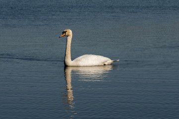 swan swimming on the river
