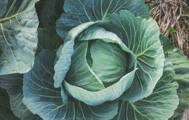 Cabbage in the garden wiht vintage filter
