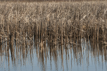 lake landscape, reed, ripple surface water
