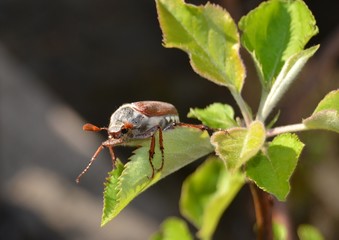 Maikäfer