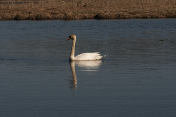 swan swimming on the river
