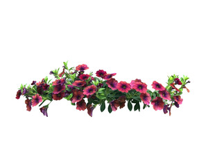 Petunia flowers hanging basket