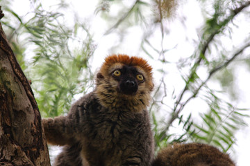 LEMUR