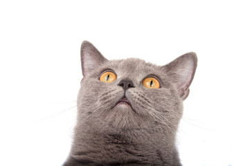 gray british cat on the white background