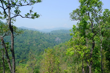 forest and mountain
