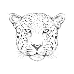 Outline hand-drawing animal head vector logo icon illustration
