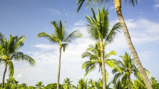 Summertime time lapse of palm trees with blue sky background, Kailua-Kona, Hawaii. USA