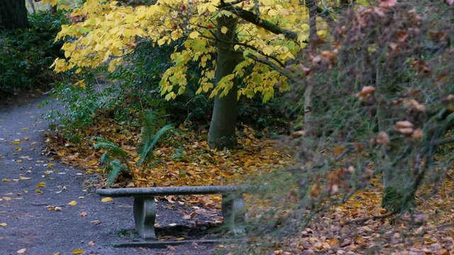 Walking through the thickets of the autumn park. Bright colors of the fall. Nature video. Park landscape. Washington park arboretum, Seattle, WA, USA. 4K, 3840*2160, high bit rate, UHD