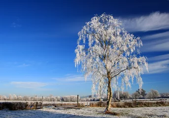 Photo sur Plexiglas Hiver Frozen irish tree