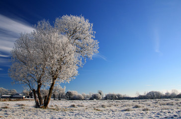 Frozen irish tree