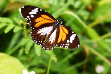 Fototapeta na wymiar Black Veined Tiger,Danaus melanippus,Patterned orange white and black color on the spreading wing,The butterfly seeking nectar on flower in the field with natural green background,Thailand 