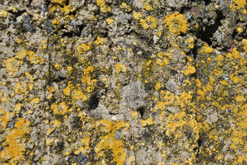 Old gray rough texture concrete wall with yellow moss, grunge horizontal texture close up detail background