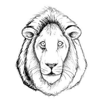 Outline hand-drawing animal head vector logo icon illustration

