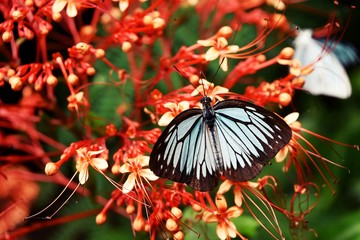 Naklejka premium The red flowers with butterflies suck nectar from pollen .Black pattern on blue wing of the beautiful butterfly , Ixora Cibdela Craib,Thailand 