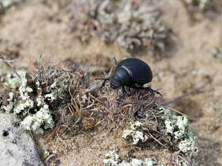 Жук чернотелка шаровидная (Pimelia subglobosa) крупным планом