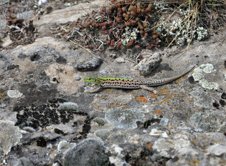 Крымская ящерица  (Podarcis tauricus) греется на солнце