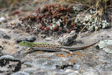 Крымская ящерица  (Podarcis tauricus) греется на солнце
