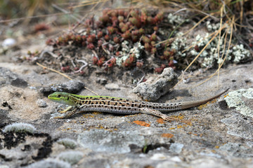 Крымская ящерица  (Podarcis tauricus) греется на солнце