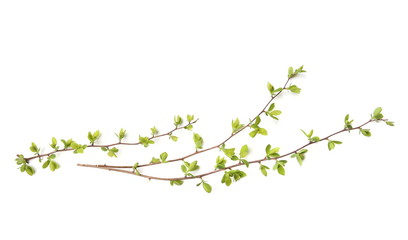 Green tree branches isolated on white background. Spring branches with young leaves.