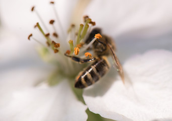Bee on a gentle white flowers of cherry tree - prunus cerasus