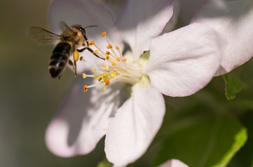 Bee on a gentle white flowers of cherry tree - prunus cerasus