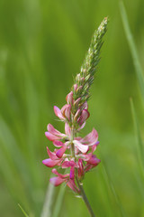 Wild Orchis plant at the Maiella national park